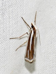 Ancylolomia prepiella