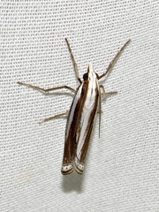 Ancylolomia prepiella