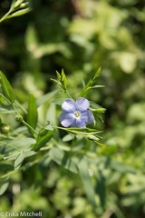 Linum usitatissimum