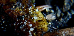 Mucoromycotina