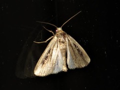 Axylia annularis