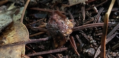 Mucoromycotina