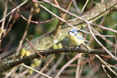 Cyanistes caeruleus