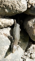 Podarcis muralis