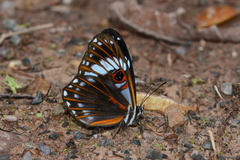 Teratophthalma bacche