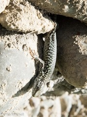 Podarcis muralis