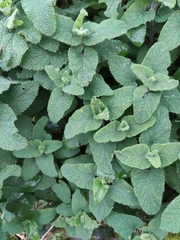 Teucrium scorodonia