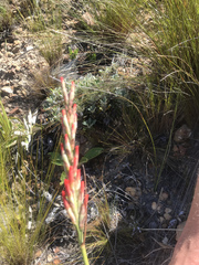 Tritoniopsis triticea