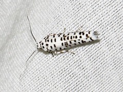 Yponomeuta strigillatus