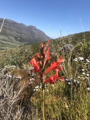 Tritoniopsis triticea