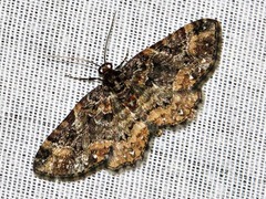 Melanthia ustiplaga