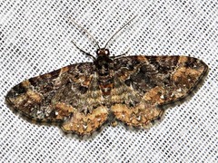 Melanthia ustiplaga