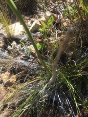 Tritoniopsis triticea