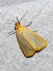 Pseudoradiarctia lentifasciata