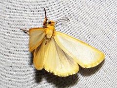 Pseudoradiarctia lentifasciata