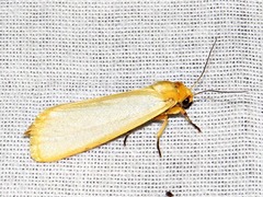 Pseudoradiarctia lentifasciata