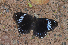 Teratophthalma bacche