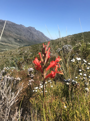 Tritoniopsis triticea