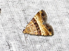 Pseudozarba opella