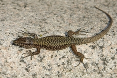 Podarcis muralis