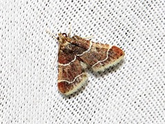 Pyralis albilautalis