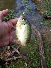 Centrarchus macropterus