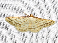 Heterostegane rectistriga