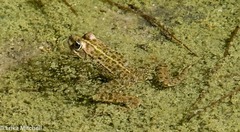 Pelophylax