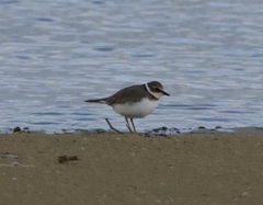 Charadrius dubius