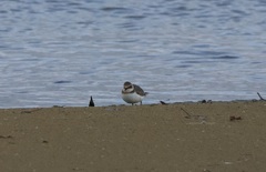 Charadrius dubius