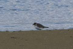 Charadrius dubius