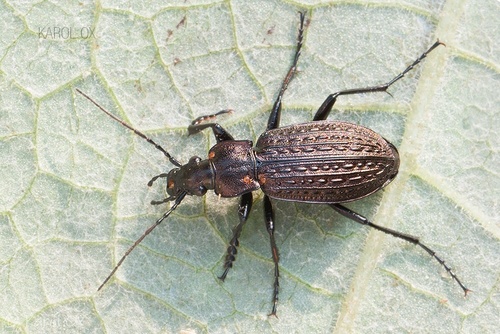 bystruška zrnitá (Carabus granulatus)