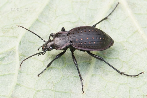 bystruška záhradná (Carabus hortensis)