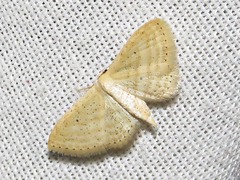 Scopula minorata