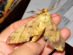 Platysphinx piabilis