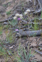 Jurinea schischkiniana