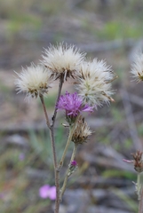 Jurinea schischkiniana