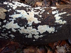 Cylindrobasidium laeve