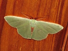 Heterorachis devocata devocata