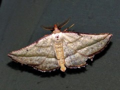 Drepanogynis admiranda