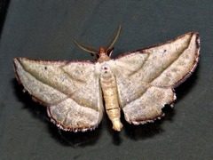 Drepanogynis admiranda
