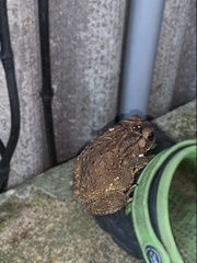 Duttaphrynus melanostictus