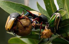 Eudicella tetraspilota