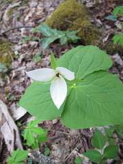 Trillium simile