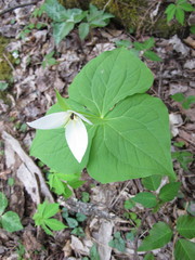 Trillium simile