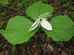 Trillium simile