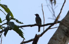 Cotinga cayana