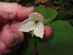 Trillium simile