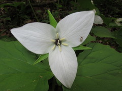 Trillium simile