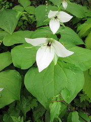 Trillium simile